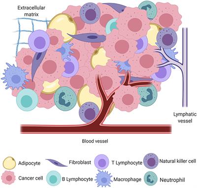 Comparative Approach to the Temporo-Spatial Organization of the Tumor Microenvironment